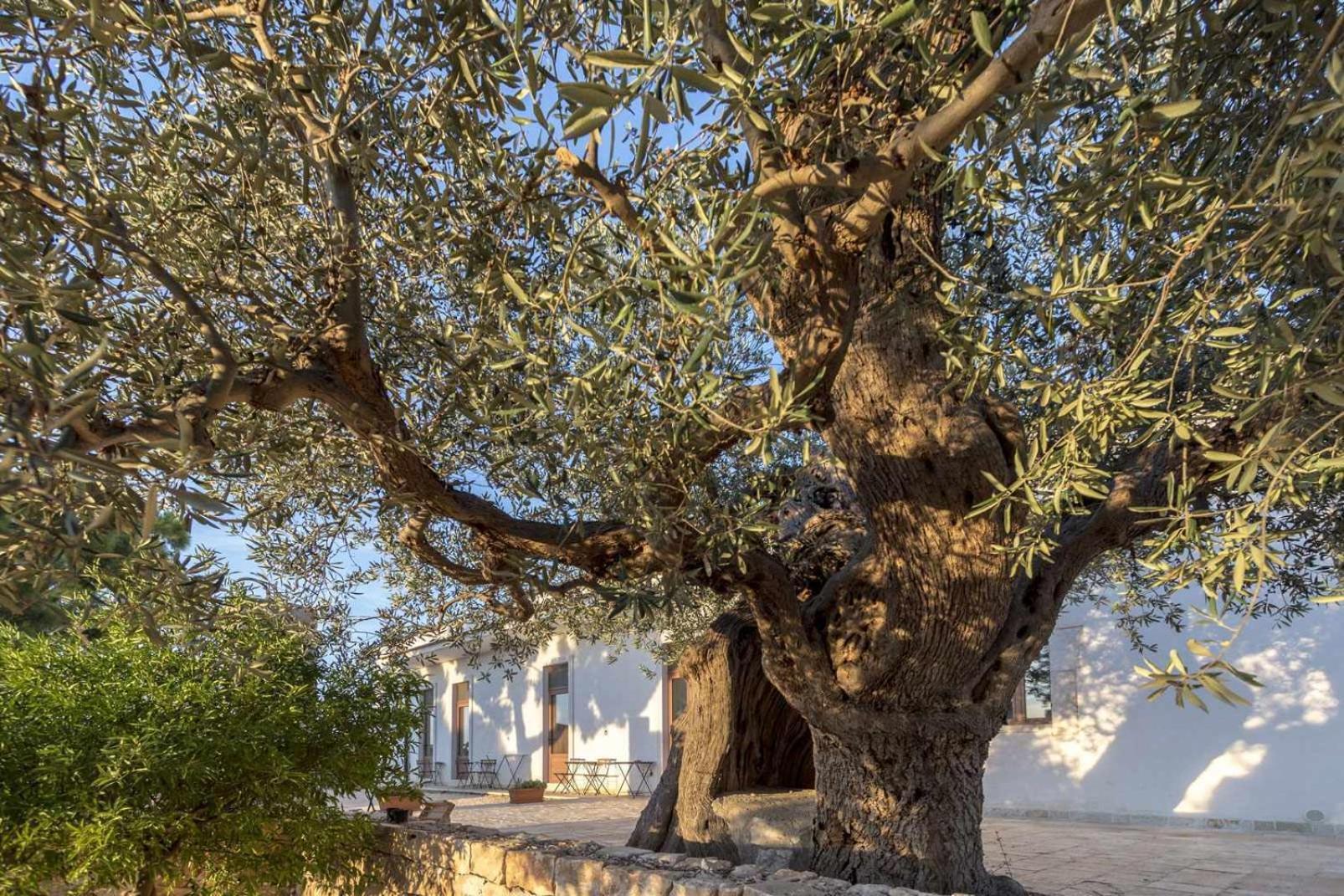 Masseria Fanizzi Villa Conversano Camera foto